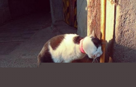 世界上尾巴最长的猫，缅因猫尾巴长达45厘米