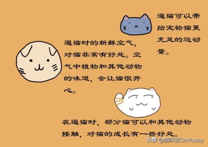 世界十大宠物猫排名，萌化你的少女心？