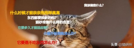 世界十大知名野猫