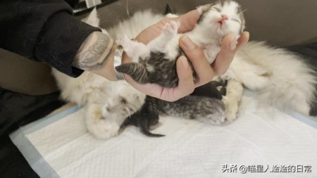 世界上最大的猫排行榜：缅因猫夺冠，布偶猫居第二 