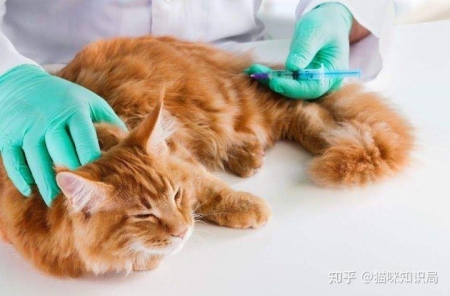 世界上最大的猫排名