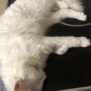 世界十大禁养名猫，黑足猫千万别养？会把人类当做猎物