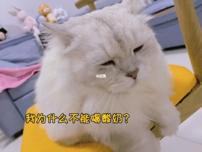 猫总是对人叫是猫咪的叫声中究竟蕴藏着什么未解之谜？