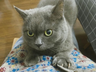 巴基斯坦沙猫天然萌 灭绝原因竟是因受宠而灭绝