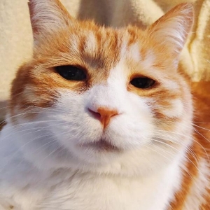 世界上毛最长的猫毛长25.68厘米的两岁小猫刷新世界纪录