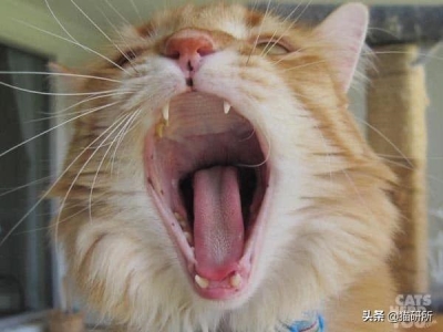虎斑猫有哪些形态特征它摇尾巴是什么意思？