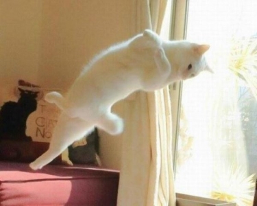 世界十大名贵猫排行，草原猫是最大的猫，泰国御猫招来财富