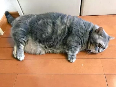 猫为什么吃老鼠，老鼠含有猫所需的营养物质(三大真相)