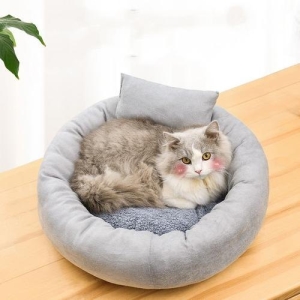 传说养猫是聚财还是破财，家里养猫容易招惹阴灵说法由来