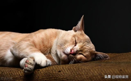 猫的诡异传说是不是猫真有九条命九命猫