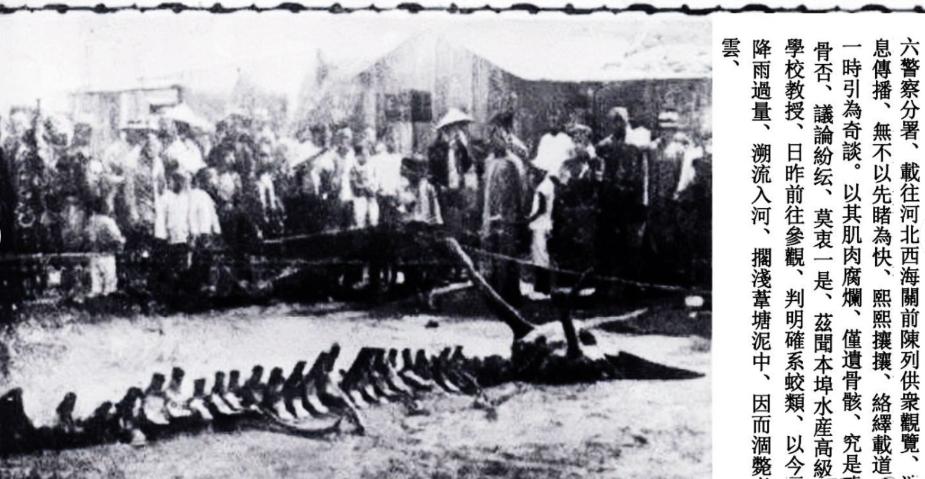 1934年辽宁营口坠龙事件