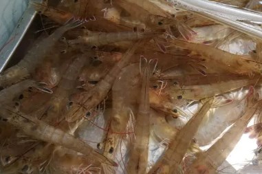 鲎和三眼恐龙虾,巨大三眼恐龙虾 