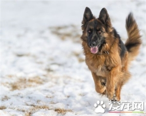 颜如：哈士奇怎么看纯不纯（哈士奇怎么看纯不纯正）