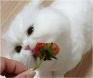 六角恐龙鱼怎么养