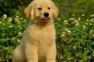 颜如：狐狸犬和博美的区别（博美和银狐的区别有图）