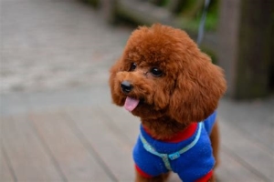 蒹葭：伯恩山犬图片大全（伯恩山犬价格多少钱一只）