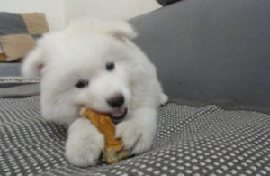室家：小茶杯犬一只多少钱（茶杯犬一只多少钱 最贵）