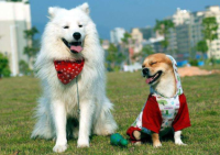 颜如：约克夏多少钱一只 纯种（夏约克犬多少钱一只）