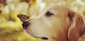 不瑕有害！狂犬病（狂犬病传染吗）