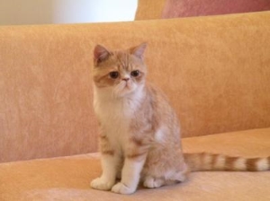 猪的寿命一般在多少年左右呢 探究猪的寿命了解猪的生命周期