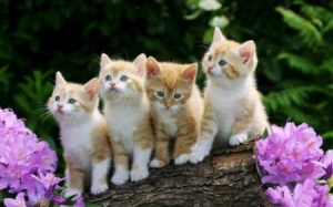 千万不要给孩子养猫 为什么养猫对孩子不利