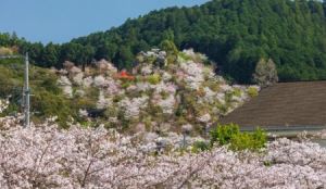 2024全国计算机录取分数线排名一览表！附最低分的大学