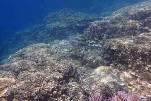 北华大学地方专项计划录取分数线