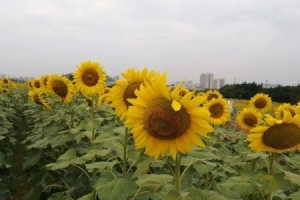 2025三亚航空旅游职业学院王牌专业名单：含分数线与认可度最高的专业