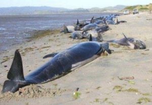 地球史上最凶猛的鲸鱼：梅尔维尔鲸简介