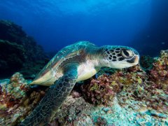 绿海色的生存环境是有什么讲究？如何饲养绿海龟及生存环境？