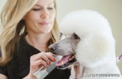 如何成为宠物美容师？在成为正式宠物美容师之前你需要知道哪些？宠物生活网