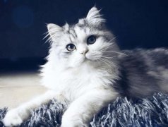 猫咪得了油尾巴和马尾病有什么症状？猫咪的油尾巴和种马尾病怎么处理？