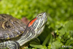 养龟新手必备宝典：如何养好红耳巴西龟？