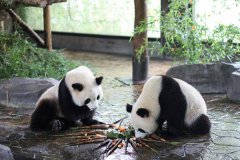 小熊猫背粽子？端午节吃粽子大熊猫