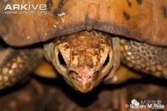 缅甸陆龟真的适合新手饲养吗？听说很容易有寄生虫？