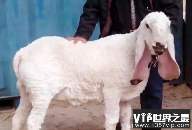 世界上最贵的羊品种 瓦格吉尔羊一只要1200万元(数量稀少)