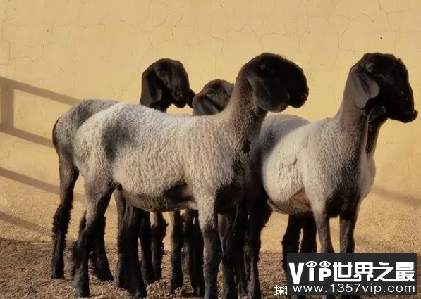 世界上最贵的羊品种 瓦格吉尔羊一只要1200万元(数量稀少)