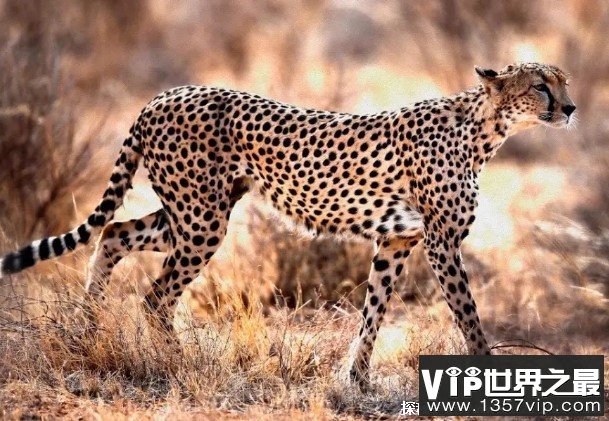 世界上跑的最快的动物 猎豹时速达到100千米(四肢有力)