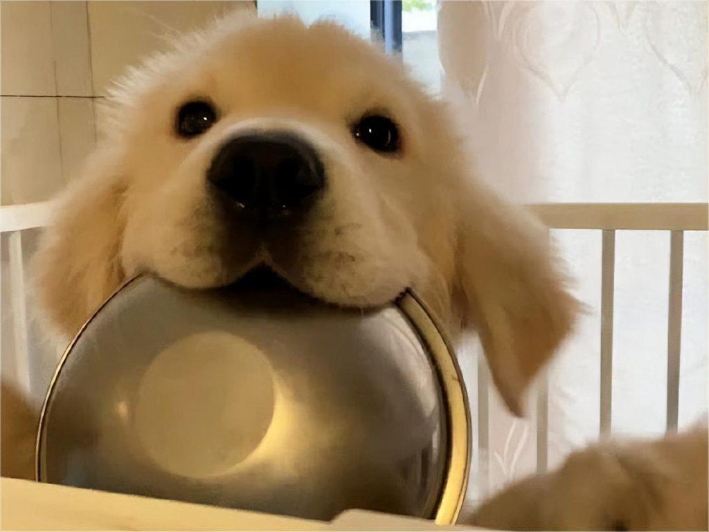狗狗每天吃饭的碗应该怎么选？（狗吃饭的容器叫什么）