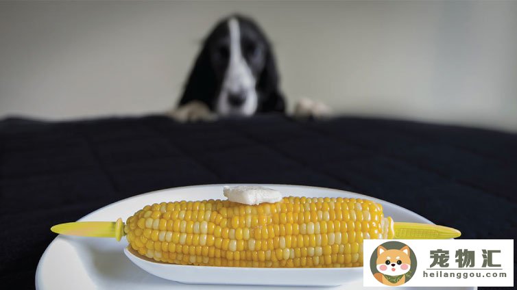 小狗喂玉米面糊长的好吗(小狗可以喂玉米糊吗)