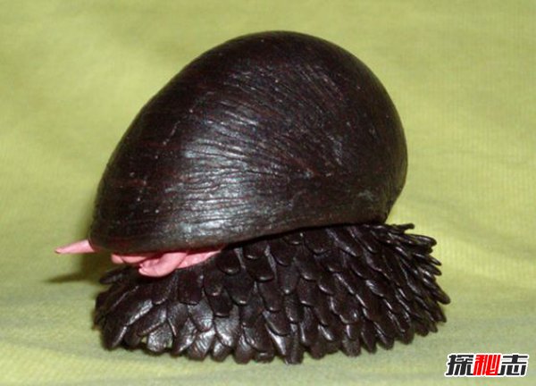 世上壳最硬的蜗牛 鳞角腹足蜗牛子弹都不怕 自带盔甲