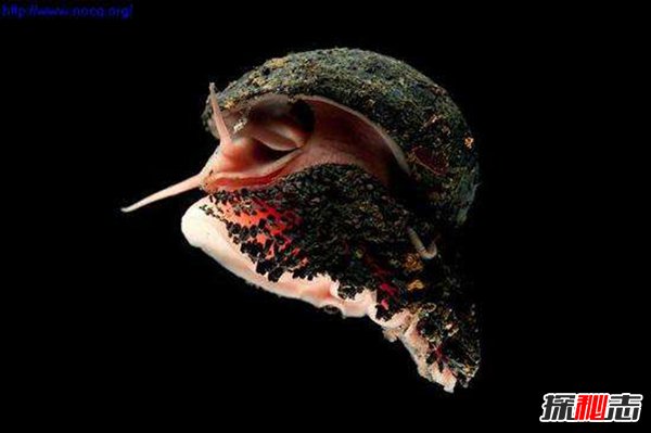 世上壳最硬的蜗牛 鳞角腹足蜗牛子弹都不怕 自带盔甲