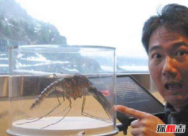 世界上最大的蚊子吃人 40多人因蚊子而丧生 传染性强