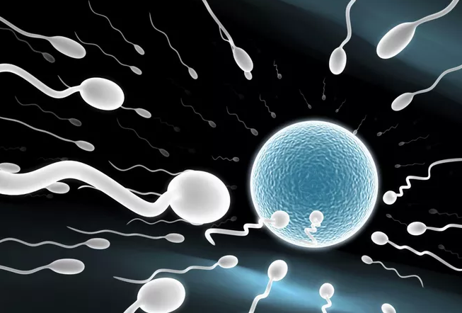 禁欲多久男女备孕容易怀孕 优质精子是怎么养成的