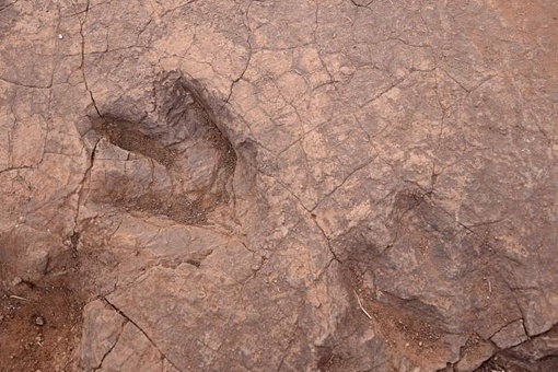 四川发现巨大恐龙足迹是怎么回事
